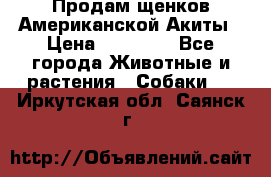 Продам щенков Американской Акиты › Цена ­ 25 000 - Все города Животные и растения » Собаки   . Иркутская обл.,Саянск г.